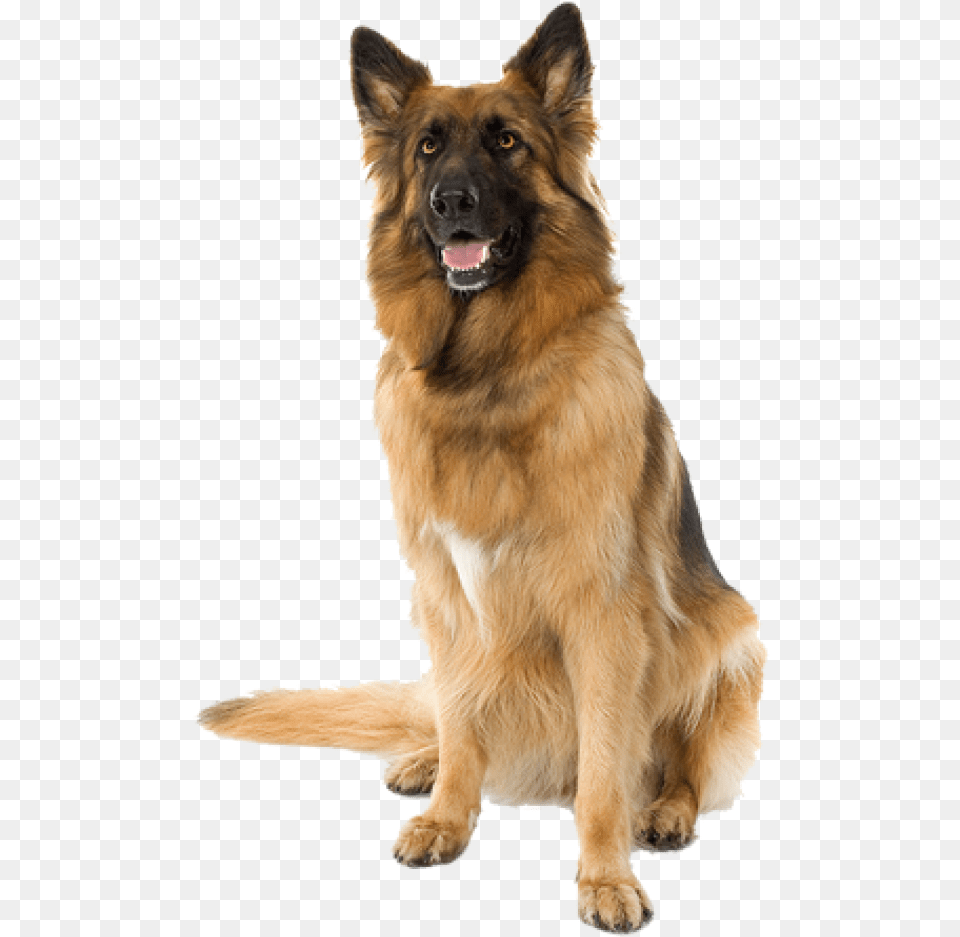 German Shephard Sitting Dog Dog Hd, Animal, Canine, German Shepherd, Mammal Png Image