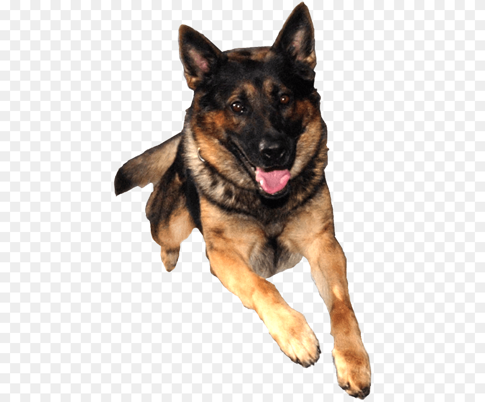 German Shepherd, Animal, Canine, Dog, German Shepherd Png