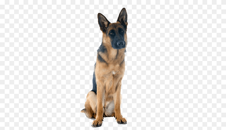 German Shepherd, Animal, Canine, Dog, German Shepherd Free Transparent Png