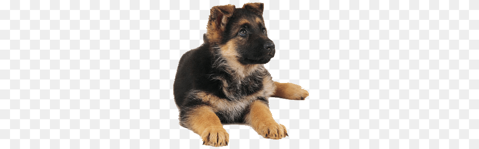German Shepherd, Animal, Canine, Dog, Mammal Free Png Download
