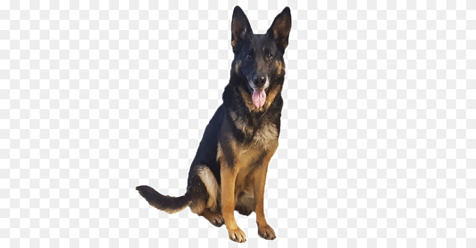 German Shepherd, Animal, Canine, Dog, German Shepherd Free Transparent Png