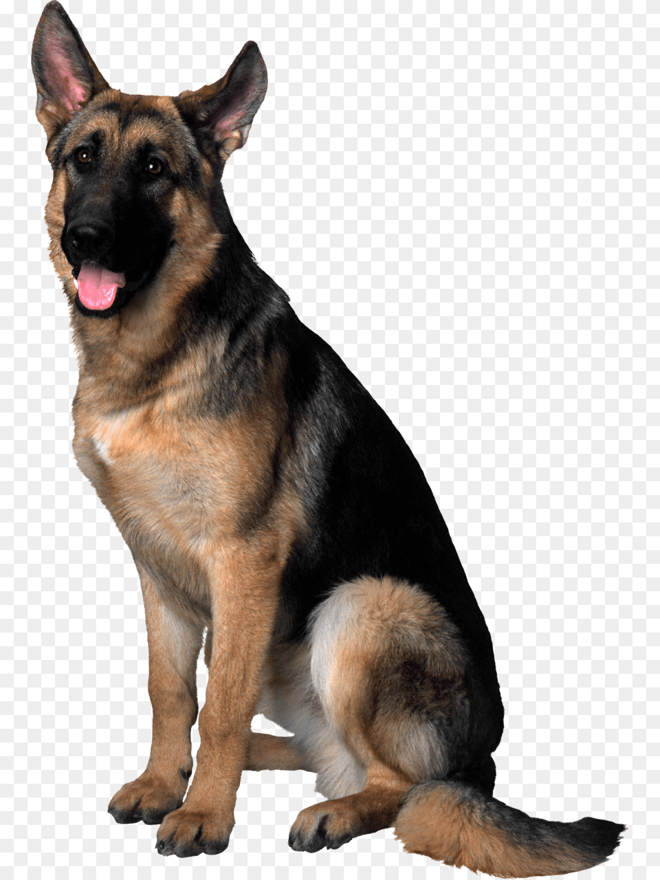 German Shepherd, Animal, Canine, Dog, German Shepherd Free Transparent Png