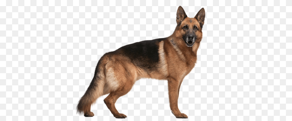 German Shepherd, Animal, Canine, Dog, German Shepherd Free Png Download