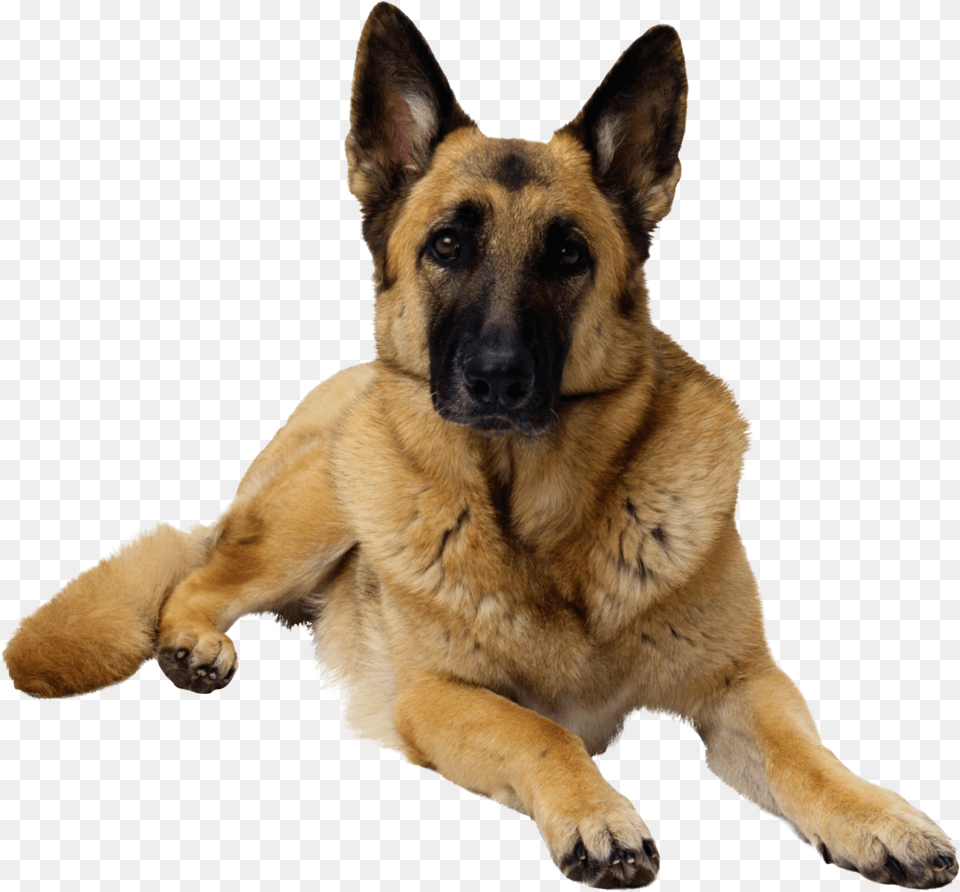 German Shepherd, Animal, Canine, Dog, German Shepherd Free Png Download