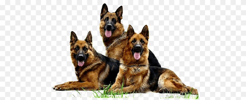 German Shepherd, Animal, Canine, Dog, German Shepherd Free Png