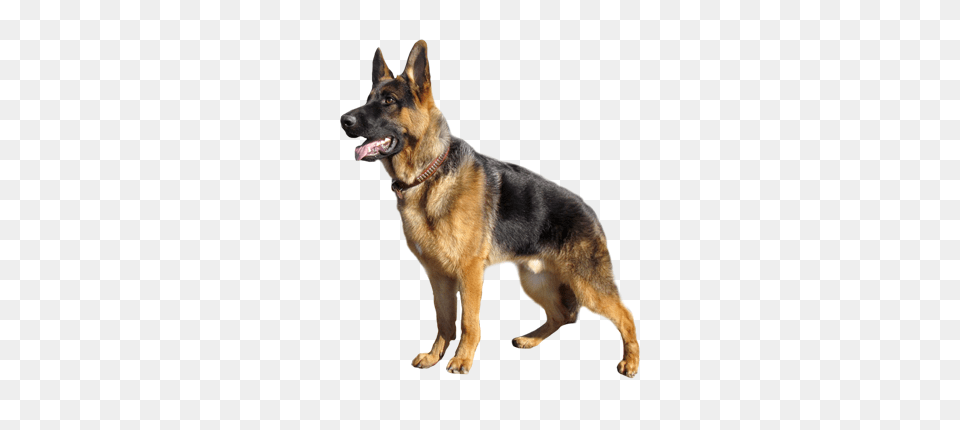 German Shepherd, Animal, Canine, Dog, German Shepherd Free Transparent Png