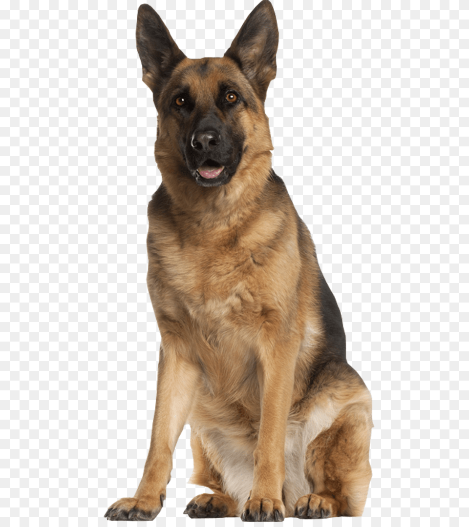 German Shepherd, Animal, Canine, Dog, German Shepherd Free Png Download