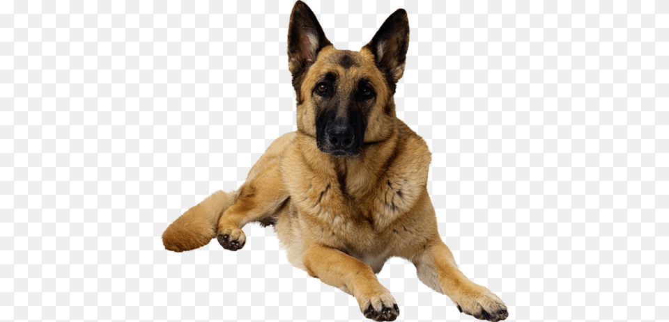 German Shepherd, Animal, Canine, Dog, German Shepherd Free Png