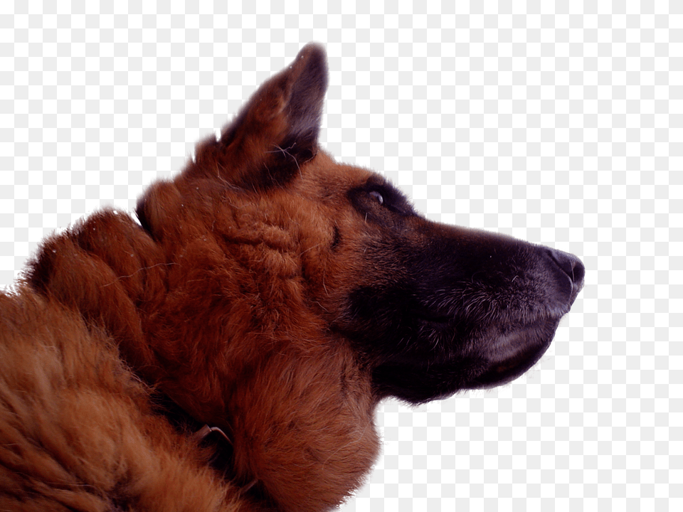 German Shepherd, Animal, Canine, Dog, German Shepherd Free Png