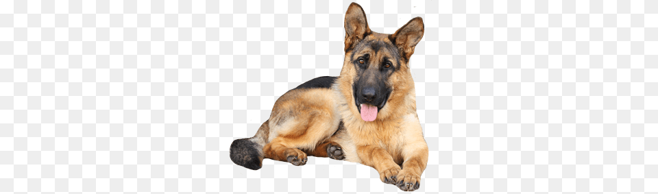 German Shepherd, Animal, Canine, Dog, German Shepherd Free Png