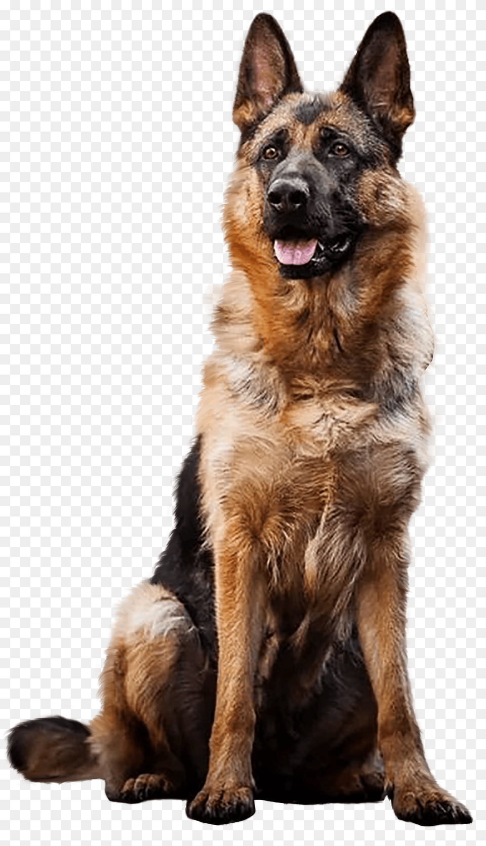 German Shepherd, Animal, Canine, Dog, German Shepherd Png Image