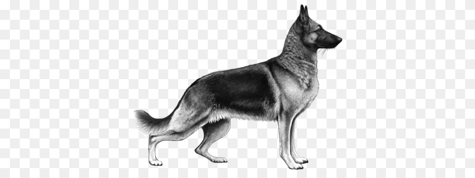 German Shepherd, Animal, Canine, Dog, German Shepherd Png Image