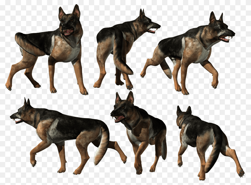 German Shepherd, Animal, Canine, Dog, German Shepherd Png Image