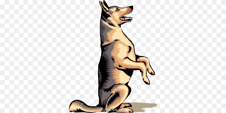 German Shepherd, Animal, Mammal, Canine, Dog Png Image