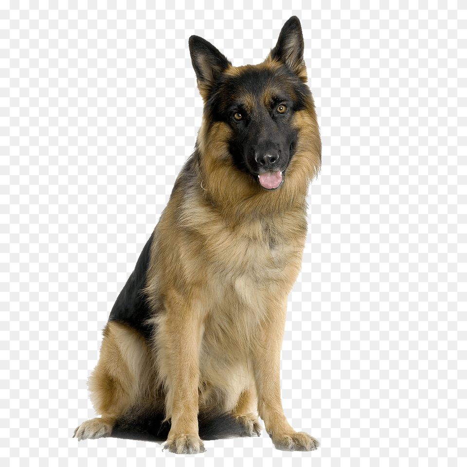 German Shepherd, Animal, Canine, Dog, German Shepherd Free Png