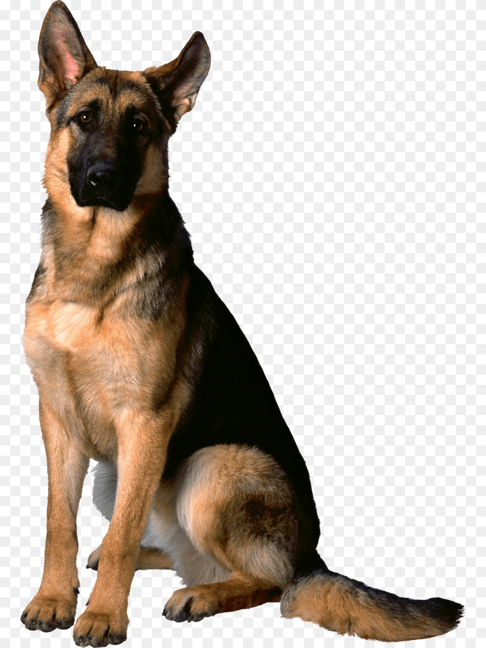 German Shepherd, Animal, Canine, Dog, German Shepherd Free Transparent Png