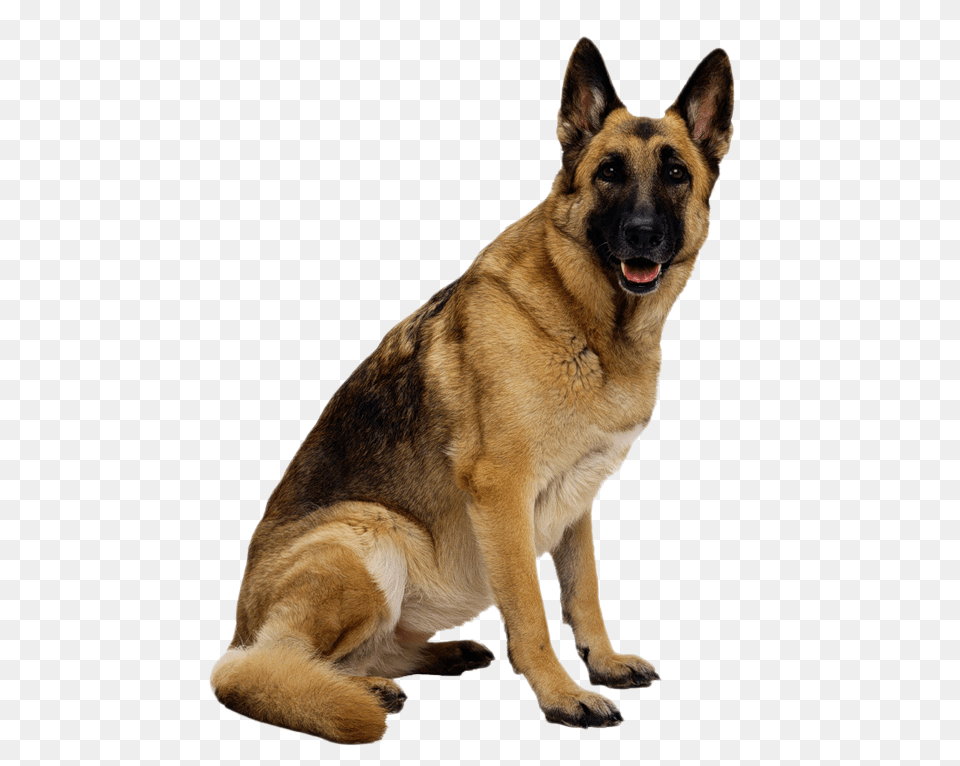 German Shepherd, Animal, Canine, Dog, German Shepherd Png Image