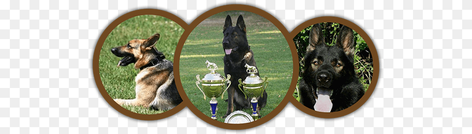 German Shepherd, Animal, Canine, Dog, Mammal Free Png