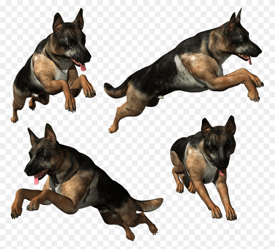 German Shepherd, Animal, Canine, Dog, German Shepherd Free Png Download