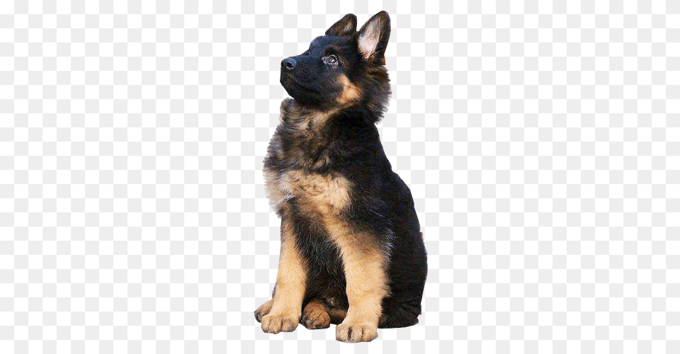 German Shepherd, Animal, Canine, Dog, German Shepherd Png