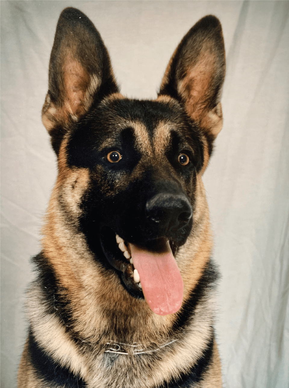 German Shepherd Free Png