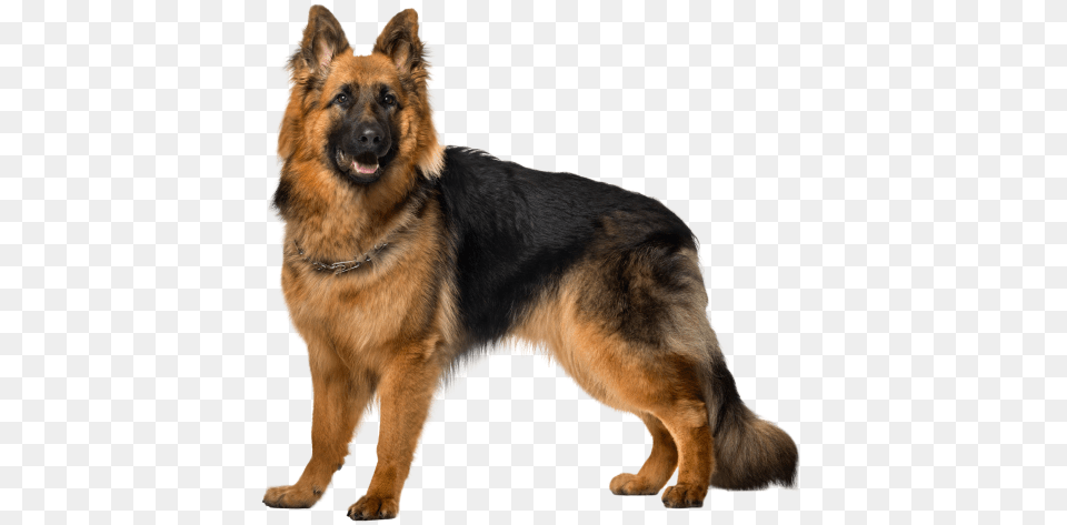 German Shepherd, Animal, Canine, Dog, German Shepherd Png