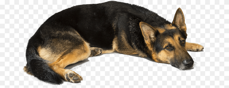 German Shepherd, Animal, Canine, Dog, German Shepherd Free Transparent Png