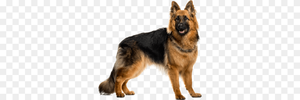 German Shepherd, Animal, Canine, Dog, German Shepherd Free Png Download