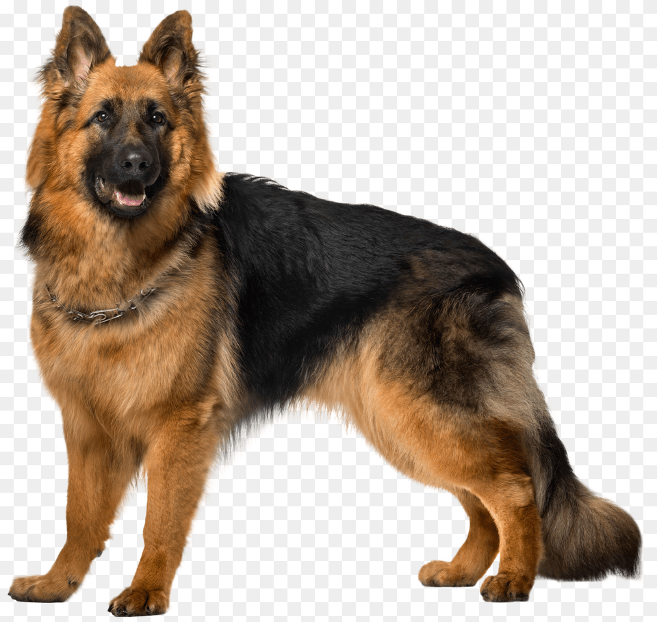 German Shepherd Png