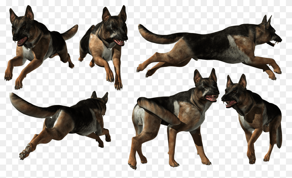 German Shepherd, Animal, Canine, Dog, German Shepherd Free Png Download