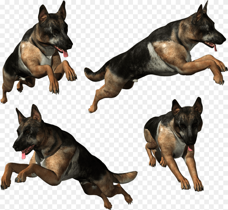 German Shepherd, Animal, Canine, Dog, German Shepherd Free Transparent Png