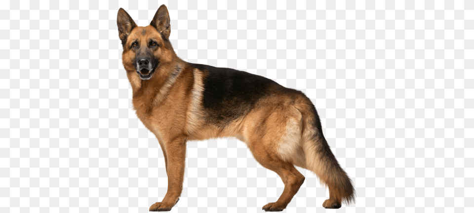German Shepherd, Animal, Canine, Dog, German Shepherd Png Image
