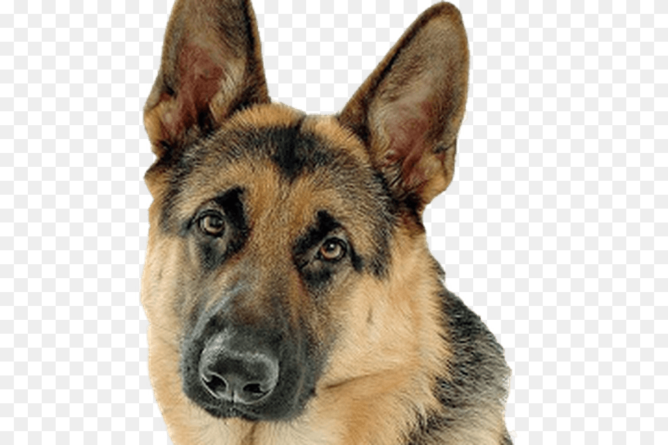 German Shepherd, Animal, Canine, Dog, German Shepherd Free Png Download