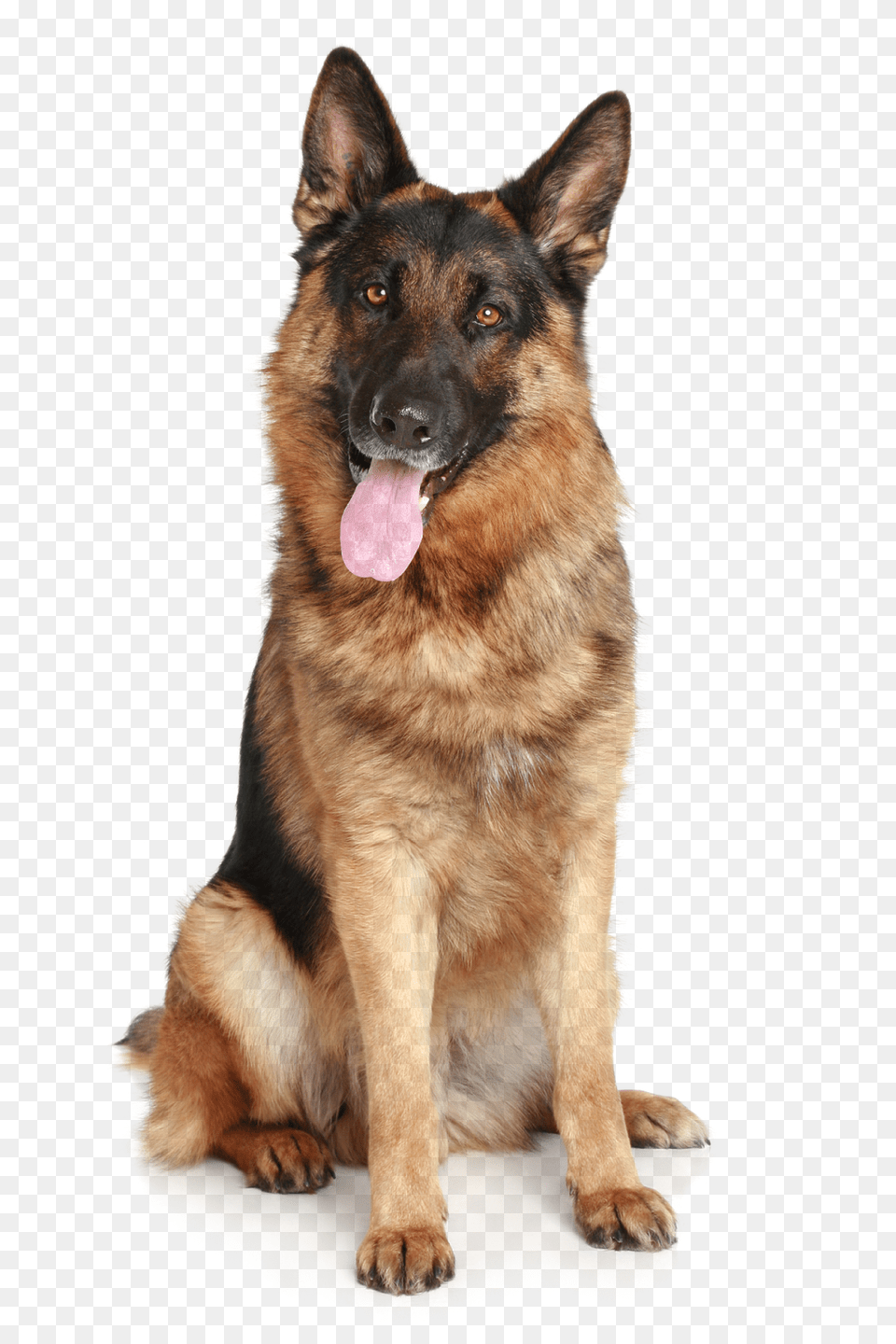 German Shepherd, Animal, Canine, Dog, German Shepherd Free Png Download