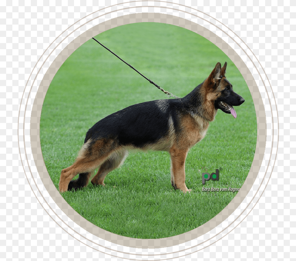 German Shepherd, Animal, Canine, Dog, German Shepherd Free Transparent Png