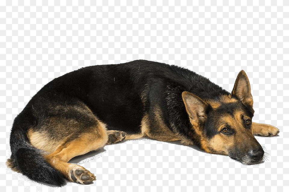 German Shepherd, Animal, Canine, Dog, German Shepherd Free Png Download