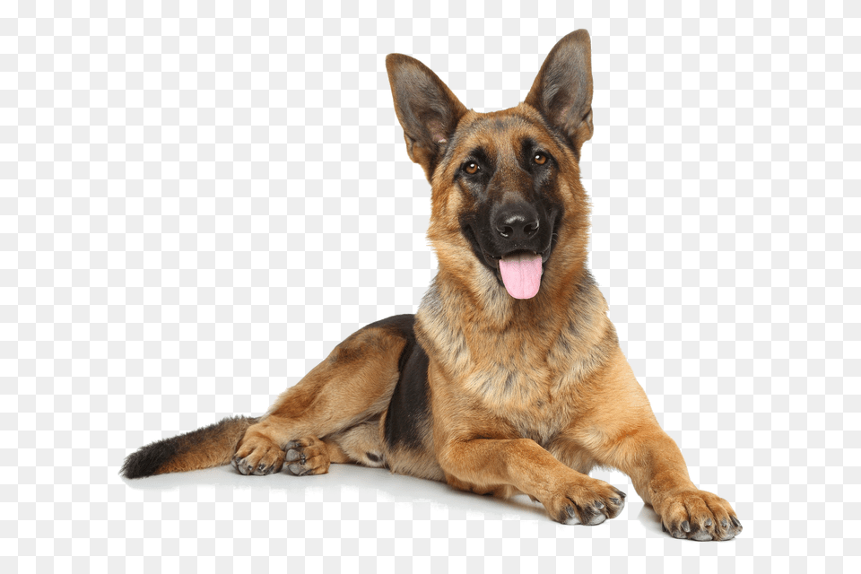 German Shepherd, Animal, Canine, Dog, German Shepherd Free Transparent Png