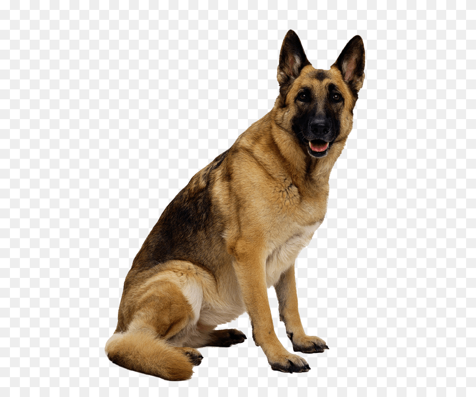 German Shepherd, Animal, Canine, Dog, German Shepherd Free Png