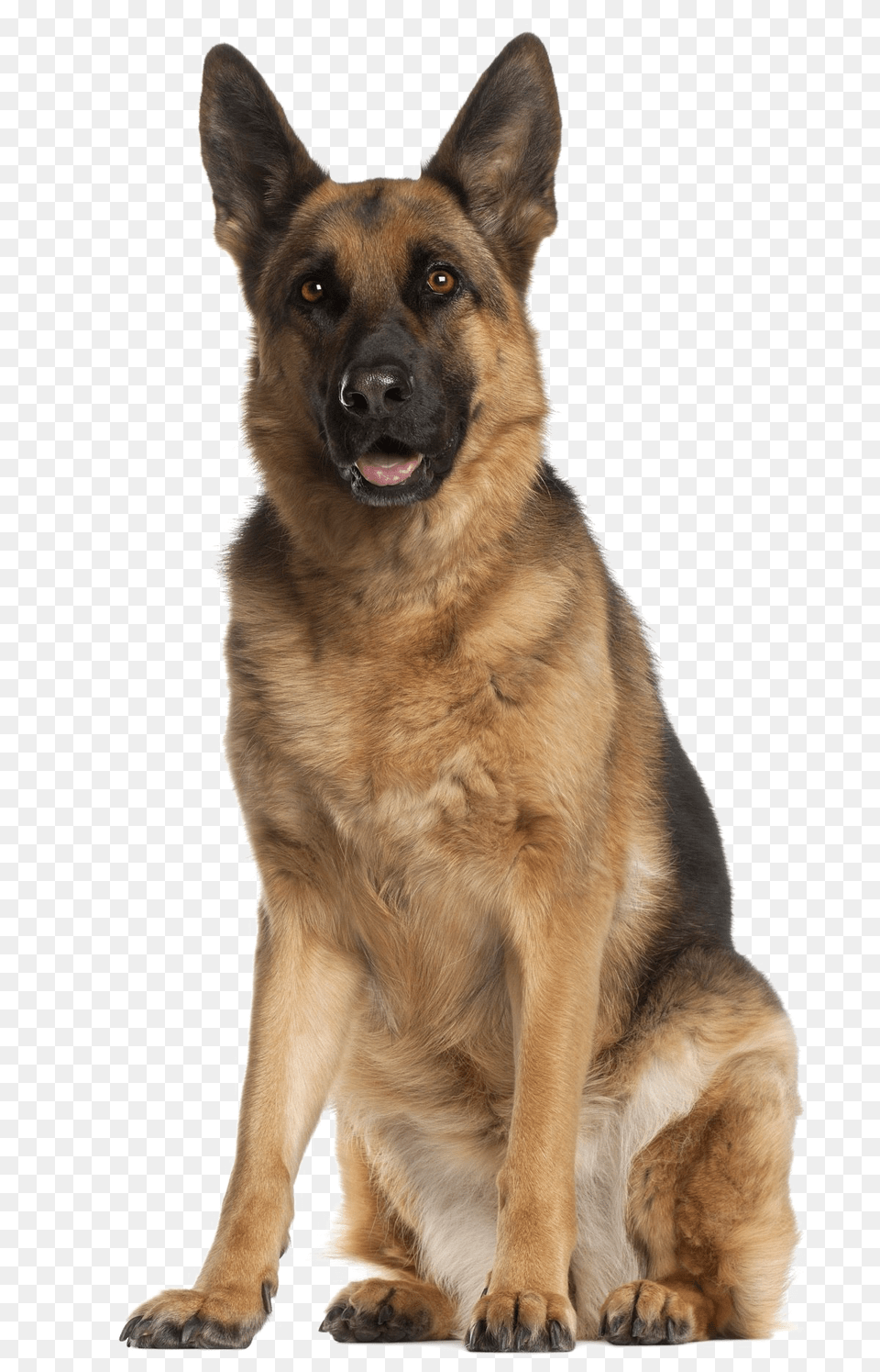 German Shepherd, Animal, Canine, Dog, German Shepherd Free Png Download