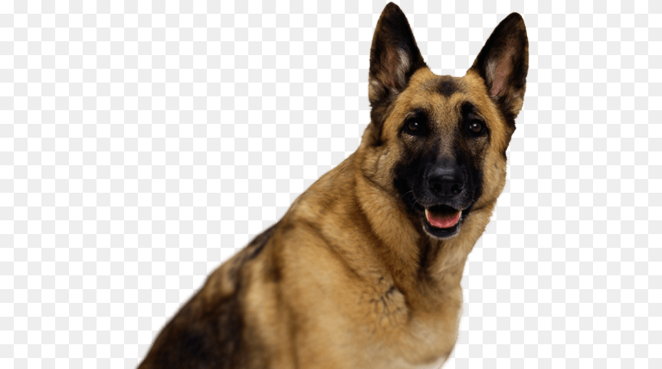 German Shepherd, Animal, Canine, Dog, German Shepherd Free Png Download