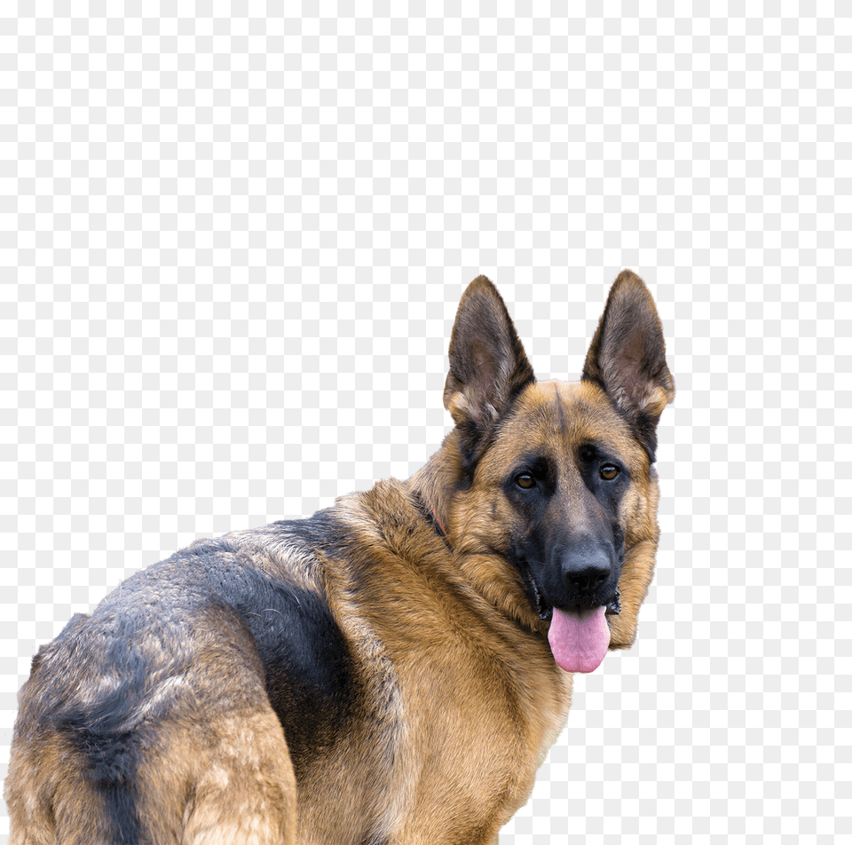 German Shepherd, Animal, Canine, Dog, German Shepherd Free Transparent Png