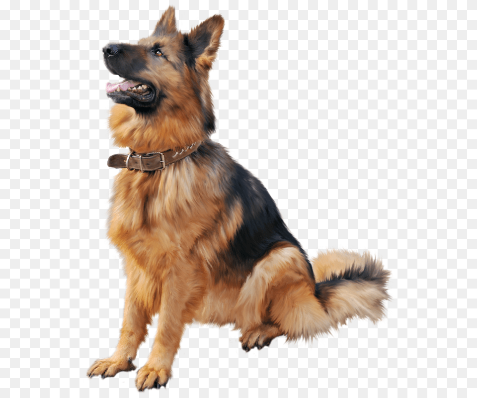 German Shepherd, Animal, Canine, Dog, German Shepherd Free Png