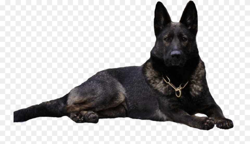 German Shepherd, Animal, Canine, Dog, Mammal Free Png Download