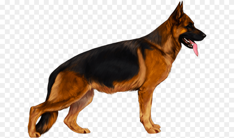 German Shepherd Background, Animal, Canine, Dog, German Shepherd Free Png