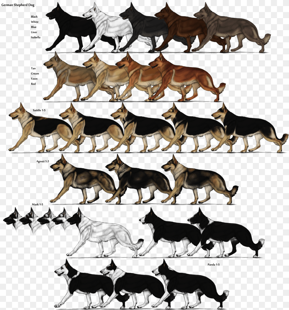 German Shepherd Color Chart German Shepherd, Animal, Herd, Antelope, Impala Free Png