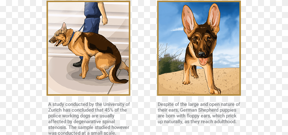 German Shepherd Degenerative Spinal Stenosis German Shepherd, Animal, Canine, Dog, German Shepherd Png Image