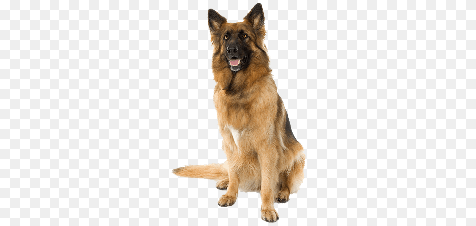 German Shepherd Dog, Animal, Canine, German Shepherd, Mammal Free Png