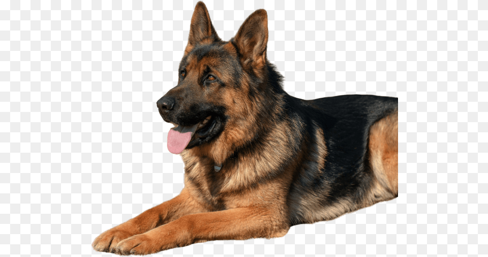 German Shepherd Dog, Animal, Canine, German Shepherd, Mammal Free Png Download