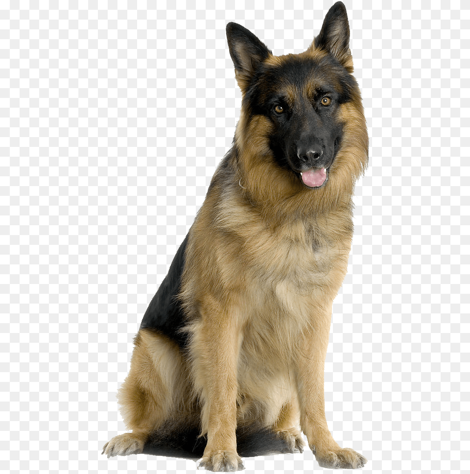 German Shepherd Dog, Animal, Canine, German Shepherd, Mammal Png