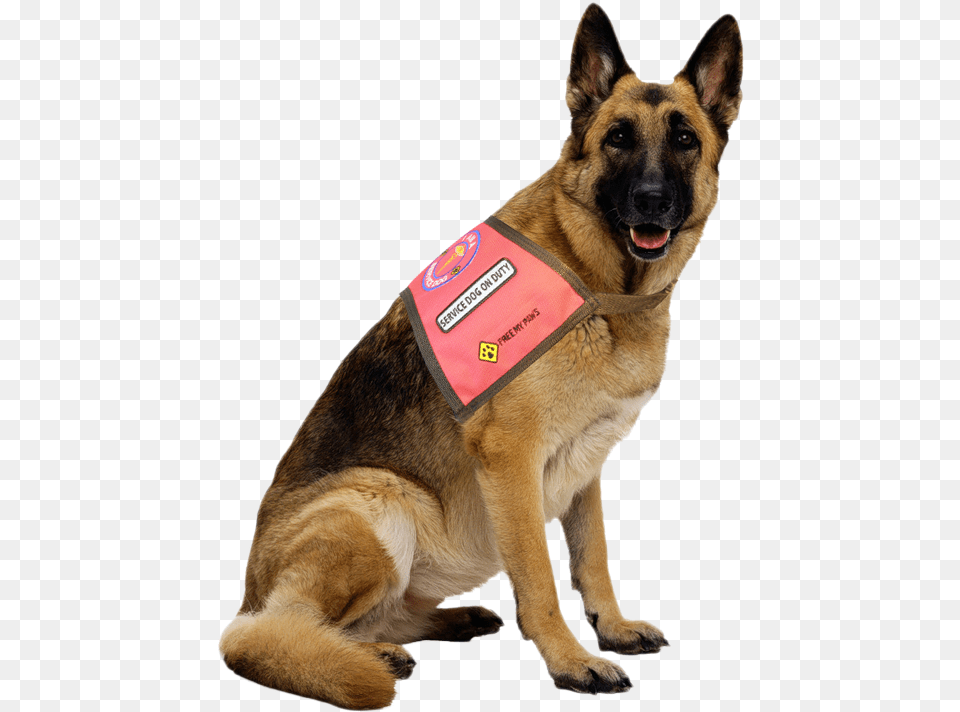 German Shepherd Dog, Animal, Canine, Mammal, Pet Png Image